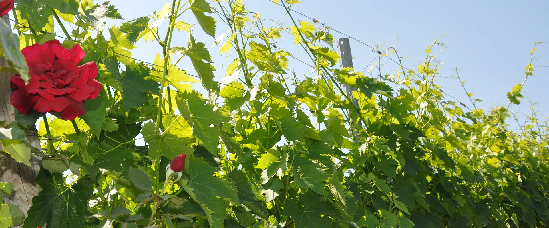 Tenute Bruni Tenute Bruni